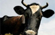 Cow  escapes from farmers shed, gets raped by  Drunk Man